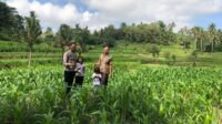Bhabinkamtibmas Mareje Dukung Petani Jagung di Lembar (2) Bhabinkamtibmas Mareje Dukung Petani Jagung di Lembar