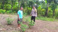 Dukung Ketahanan Pangan, Polisi Edukasi Warga Sekotong Tanam Cabai