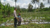 Dukung Ketahanan Pangan, Polri Aktif di Desa Batu Putih (1) Dukung Ketahanan Pangan, Polri Aktif di Desa Batu Putih