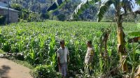 Polisi Sambangi Petani Jagung di Sekotong Timur, Dukung Ketahanan Pangan (1) Polisi Sambangi Petani Jagung di Sekotong Timur, Dukung Ketahanan Pangan