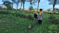 Polri Dorong Pertanian Produktif di Desa Pelangan, Sekotong (1) Polri Dorong Pertanian Produktif di Desa Pelangan, Sekotong