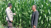 WhatsApp Image 2025-06-17 at 11.50.52 (1) Polsek Lembar Dampingi Petani Jagung di Gunung Gundil