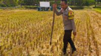 Kunjungan Bhabinkamtibmas Kuripan Utara, Ajak Petani Dukung Ketahanan Pangan Nasional (2) Kunjungan Bhabinkamtibmas Kuripan Utara, Ajak Petani Dukung Ketahanan Pangan Nasional