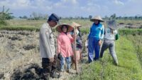Polri Dukung Swasembada Pangan, Bhabinkamtibmas Montong Are Gandeng Petani