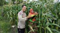 Sinergi Polri dan Petani Dorong Ketahanan Pangan di Desa Labuapi (2) Pekarangan Produktif, Desa Aman: Inisiatif Ketahanan Pangan Bhabinkamtibmas Labuapi