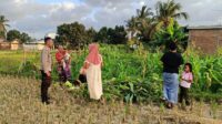 Polsek Kuripan Dukung Petani Jagung di Kumbung Barat Wujudkan Ketahanan Pangan (2) Polsek Kuripan Dukung Petani Jagung di Kumbung Barat Wujudkan Ketahanan Pangan