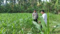 Polri di Tengah Petani Jagung: DDS Bangun Ketahanan Pangan Sekotong