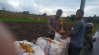 Harga Jagung di Lombok Barat: Polisi Imbau Petani Jual ke Bulog
