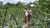 Benteng Pangan Mikro: Bhabinkamtibmas Motivasi Warga Lombok Barat Garap Lahan Produktif